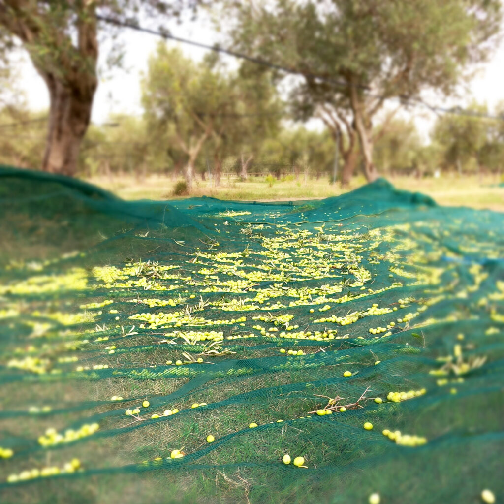 Uliveto del progetto Onirico Garden a Sciacca