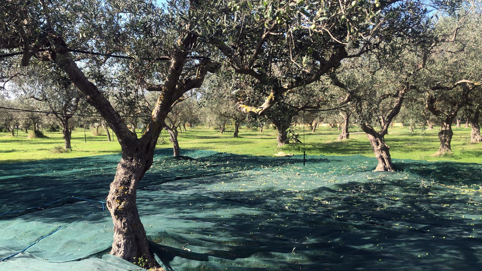 Team di Onirico Garden a Sciacca