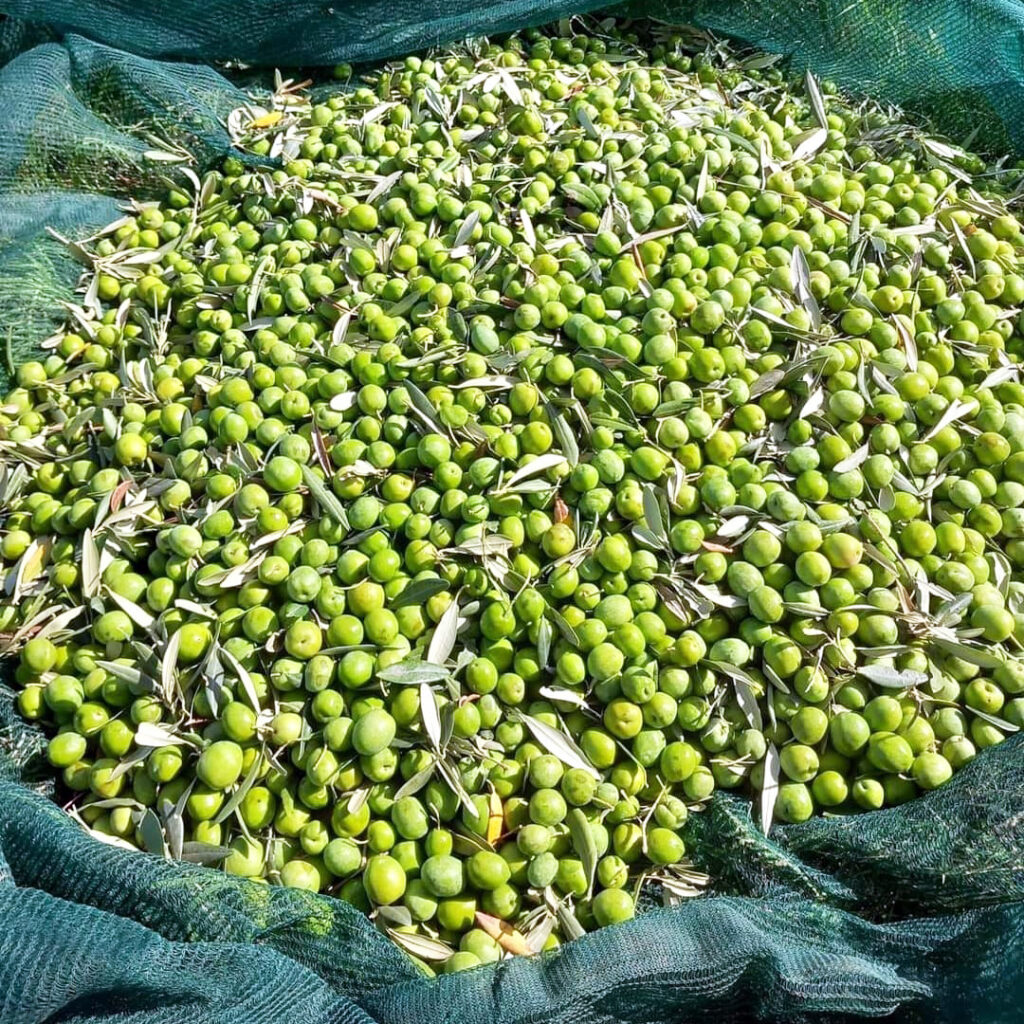 Olive nell'uliveto di Terre di Cartabubbo a Sciacca
