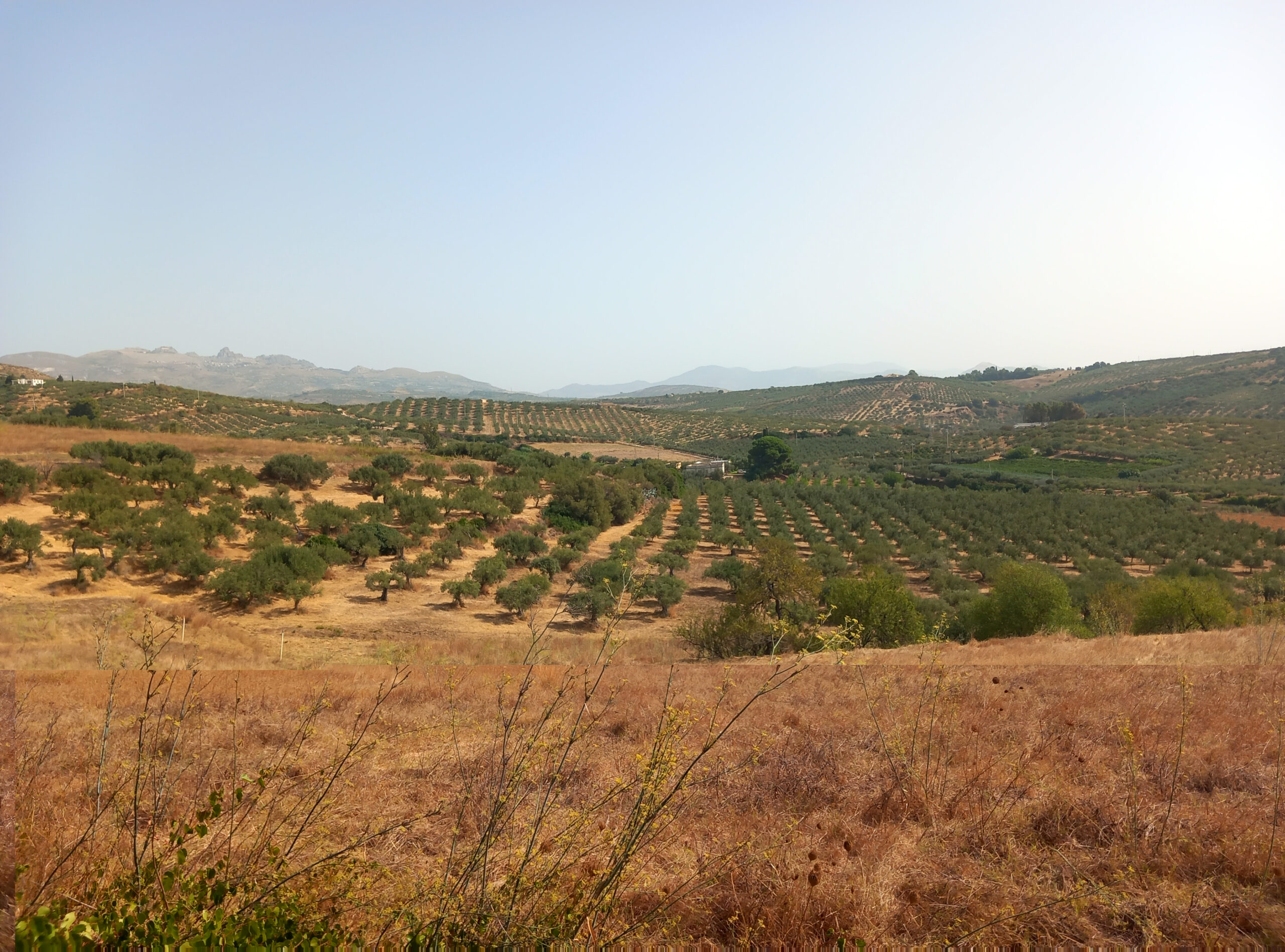 Paesaggio collinare del territorio di Sciacca con uliveti