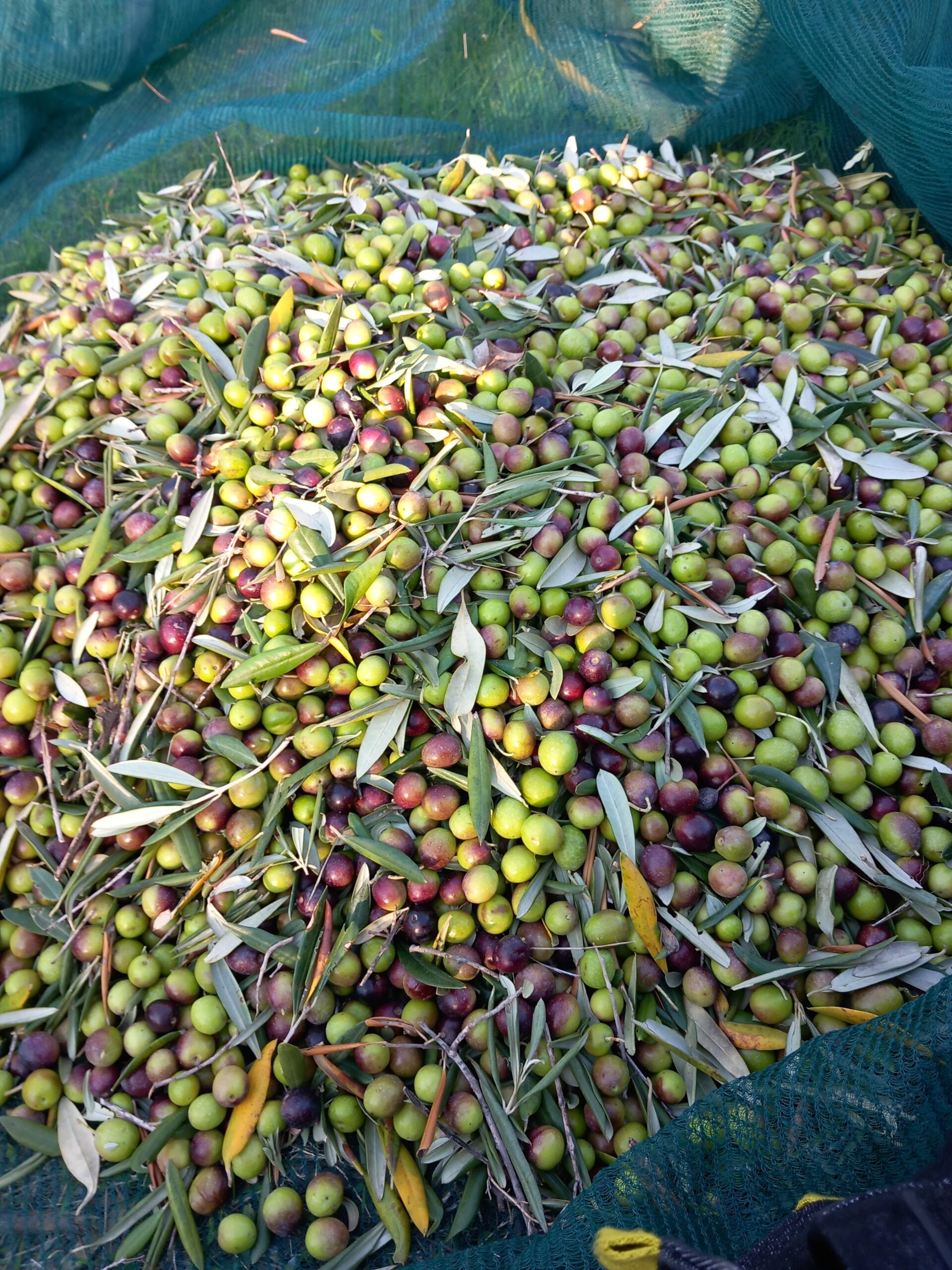 Olive di Terre di Cartabubbo nell'uliveto di Sciacca