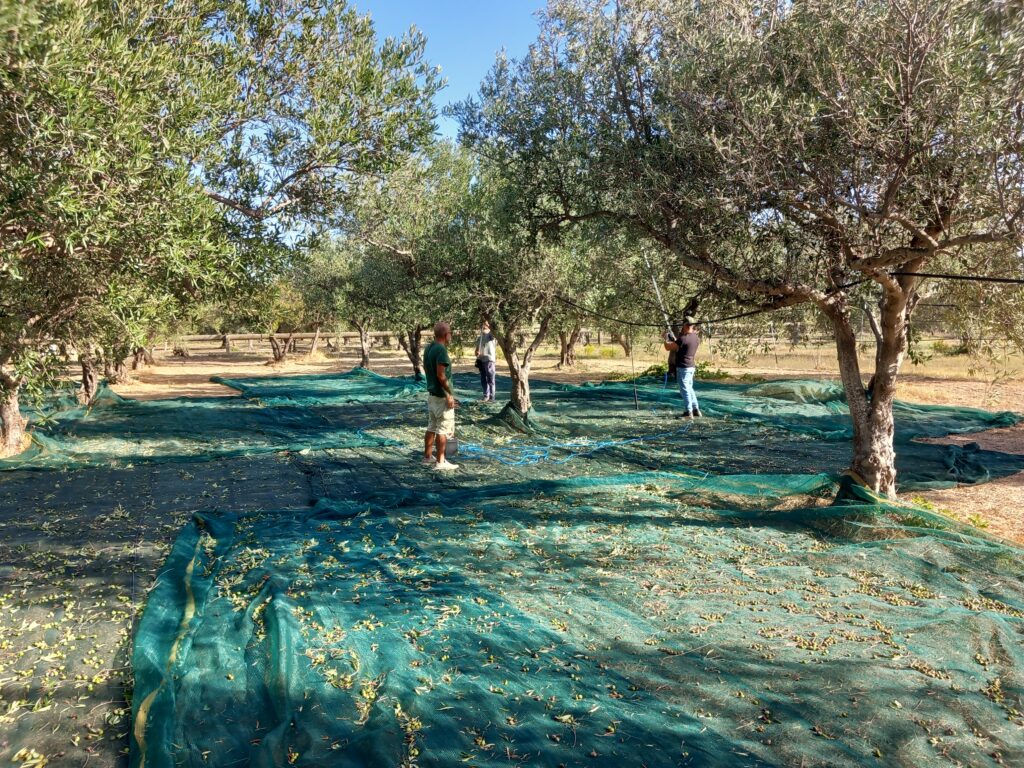 Raccolta delle olive per l'olio Terre di Cartabubbo a Sciacca