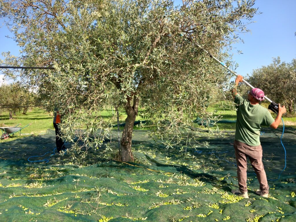 Raccolta delle olive per il blend olio EVO Terre di Cartabubbo
