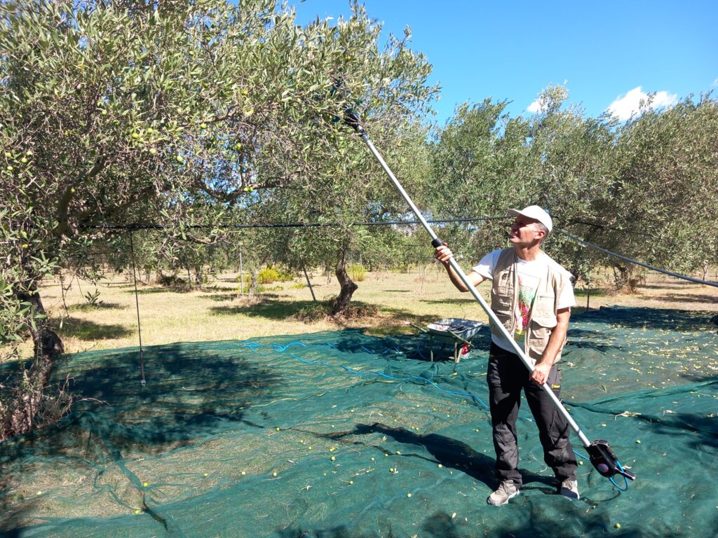 Olive raccolte per l'olio EVO Terre di Cartabubbo a Sciacca