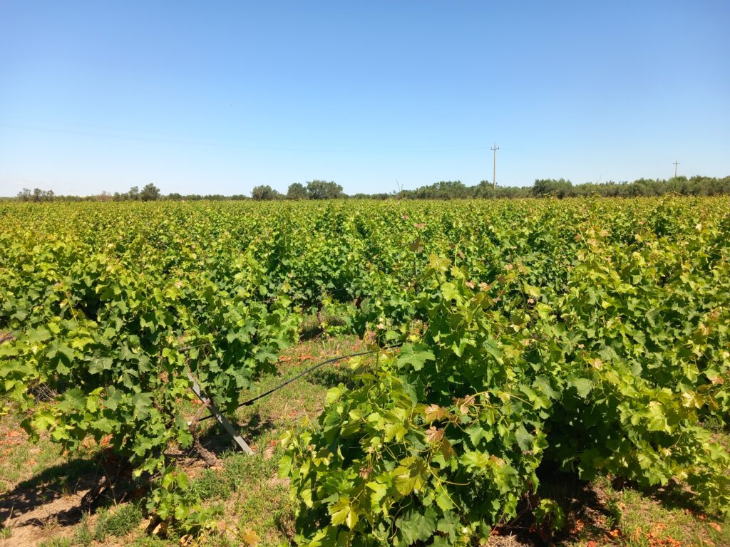 Vigneto nel paesaggio agricolo del territorio di Sciacca